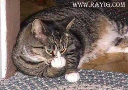 chof_weskot      awla ...........